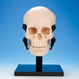 Jaw Function Skull Model [ANA1001-T]