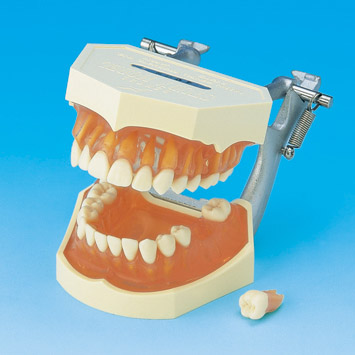 STUDY MODEL WITH REMOVABLE TEETH [PE-ANA001] (Transparent pink silicone gingiva)