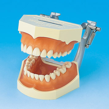 STUDY MODEL WITH REMOVABLE TEETH [PE-ANA002] (Pink silicone gingiva)