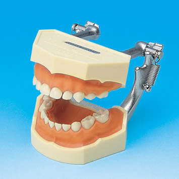 STUDY MODEL WITH REMOVABLE TEETH (PRIMARY) [PE-ANA004] (Pink silicone gingiva)