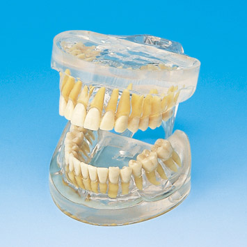 TRANSPARENT JAW MODEL WITH TEETH [PE-ANA005]