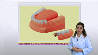 PROSTHESIS CARE AND BRUSHING MODEL[PE-STP011] 