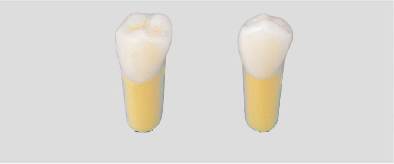 2-Layered Tooth Model [A20AN-500] | Nissin Dental Products Inc. - Total ...