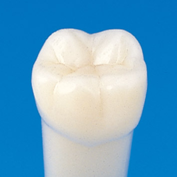 Simple Root Tooth Model (Permanent Tooth) [A5AN-500]