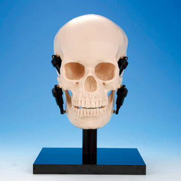 Jaw Function Skull Model [ANA1001-T]