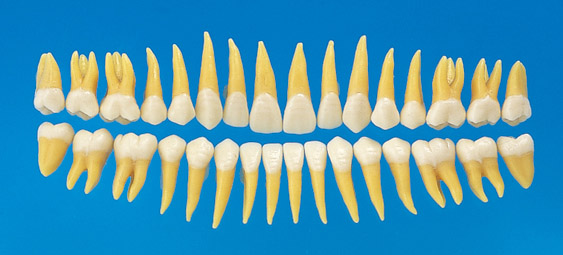 Anatomical Tooth Model [B3-305]