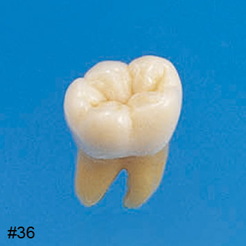 Anatomical Tooth Model [B3-305]