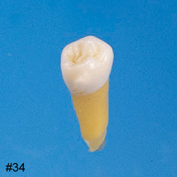 Anatomical Tooth Model [B3-305]