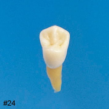 Anatomical Tooth Model [B3-305]