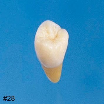 Anatomical Tooth Model [B3-305]