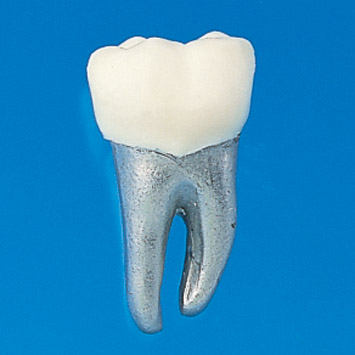 Typodont Tooth Model [B9-500]