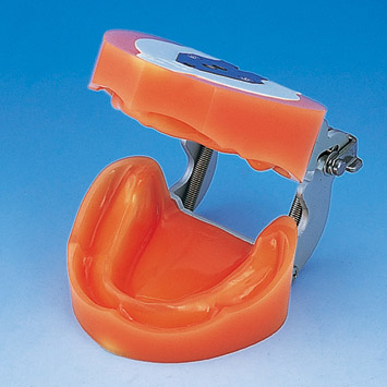 Soft Gingiva Edentulous Model [EDE1001-UL-UP-FEM]