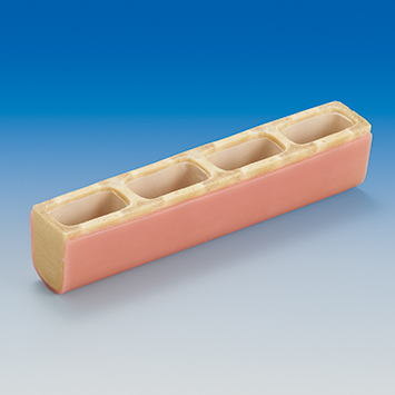 Sinus Lift Practice Model [IMP1036-T-SP]