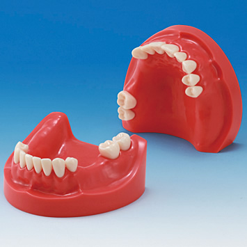 Hard Gingiva Jaw Model [MIS-HD Series]