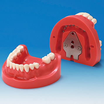 Hard Gingiva Jaw Model [MIS-HD Series]