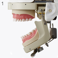 その他 NISSIN DENTAL MODEL NISSIM Type 2 | Nissin Dental Products Inc. - Total Solution for