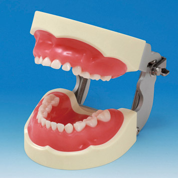 Soft Gingiva Jaw Model (Mixed Dentition) [PDI2001-UL-SP-FEM]