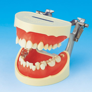 Brushing Instruction Model [PE-STP001]