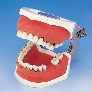 Periodontal Jaw Model [PER1001-UL-SP-FEM-32]