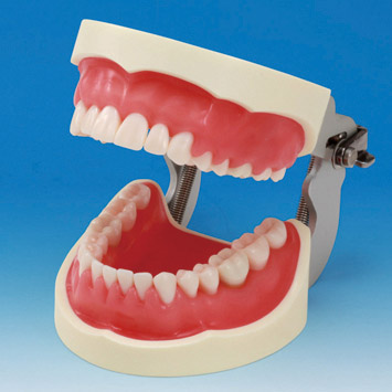 SRP Jaw Model [PER2001-UL-SP-FEM-32]