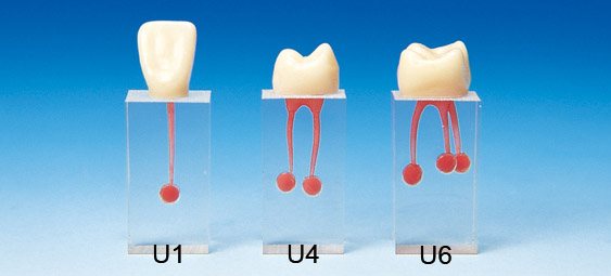 Root Canal Model [S7 Series]