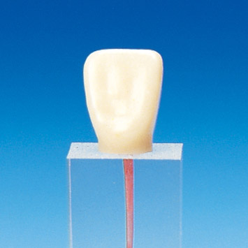Root Canal Model [S7 Series]