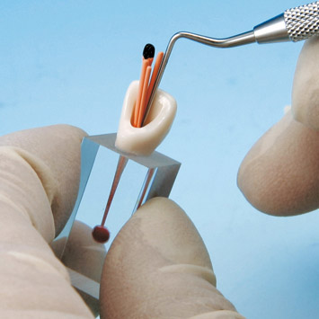 Root Canal Model [S7 Series]