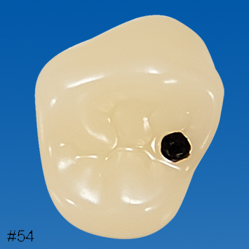 Pedo Endodontic Tooth Model [A12AN Series]