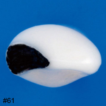 Pedo Endodontic Tooth Model [A12AN Series]