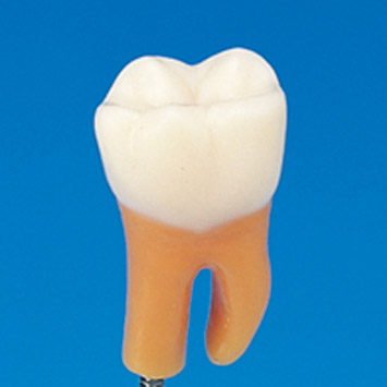 Root Furcation Tooth Model [A2AN-700]