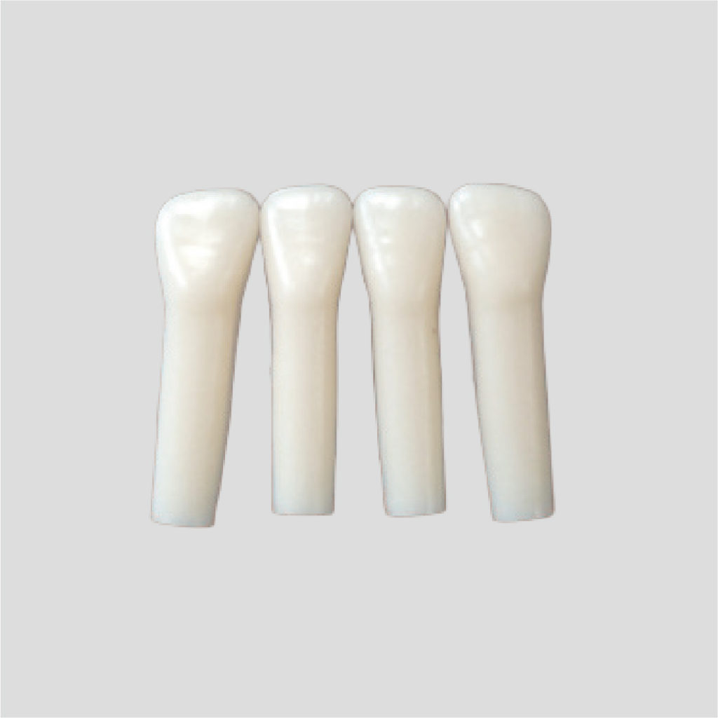 Simple Root Tooth Model (Primary Tooth) [A4-900] | Nissin Dental ...