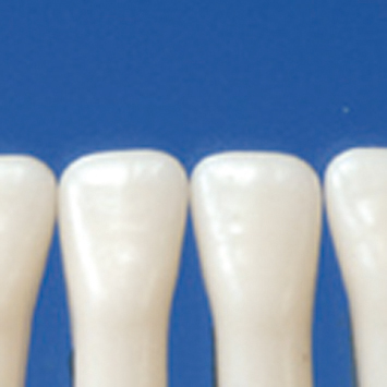 Simple Root Tooth Model (Primary Tooth) [A4-900]
