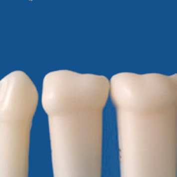 Simple Root Tooth Model (Primary Tooth) [A4AN-900]