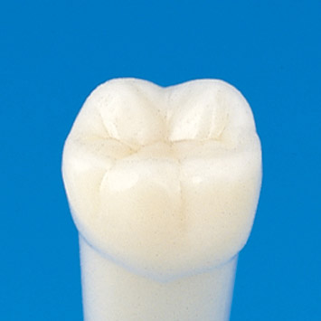 Simple Root Tooth Model (Permanent Tooth) [A5AN-200]