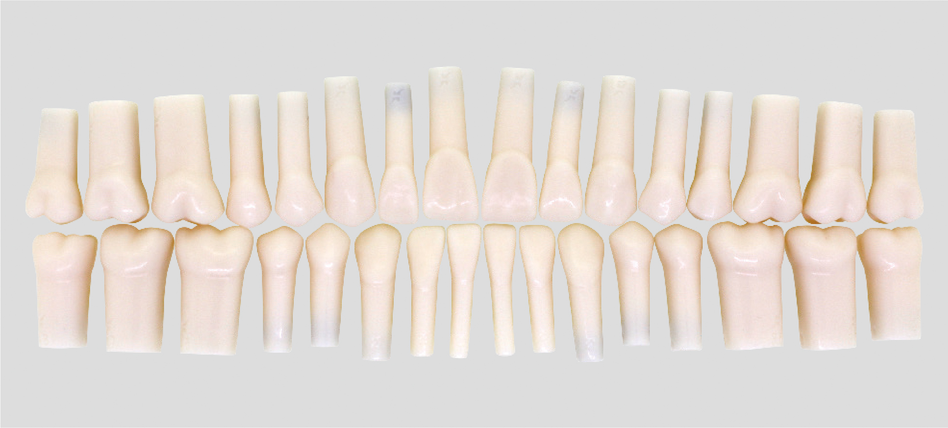 Simple Root Tooth Model (Permanent Tooth) [A5AN-200] | Nissin