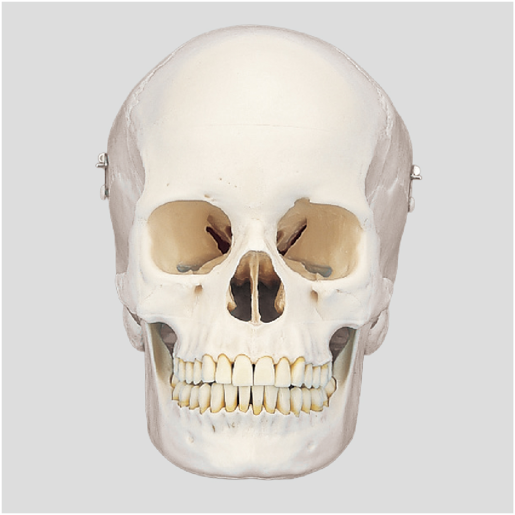 Skull Model [ANA1003-T]