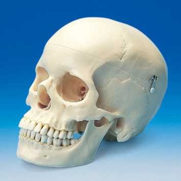Skull Model [ANA1003-T]