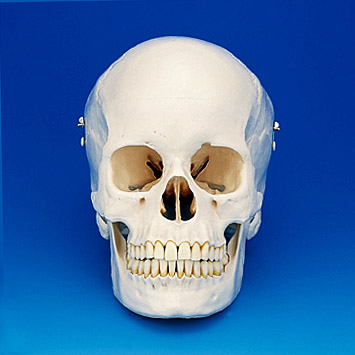 Skull Model [ANA1003-T]