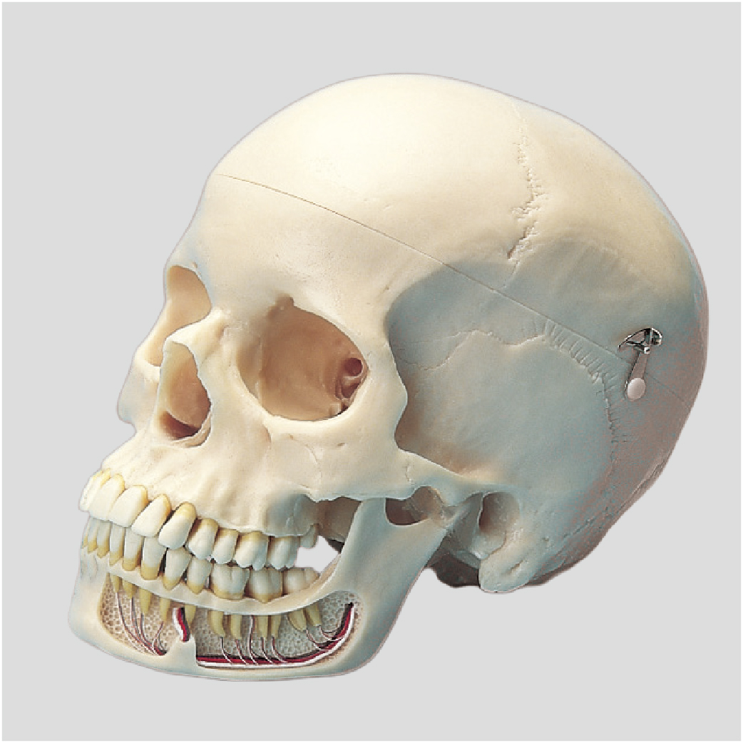 Skull Model [ANA1004-T]