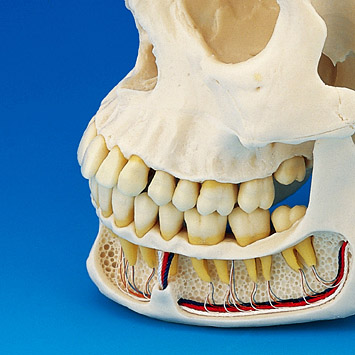 Skull Model [ANA1004-T]