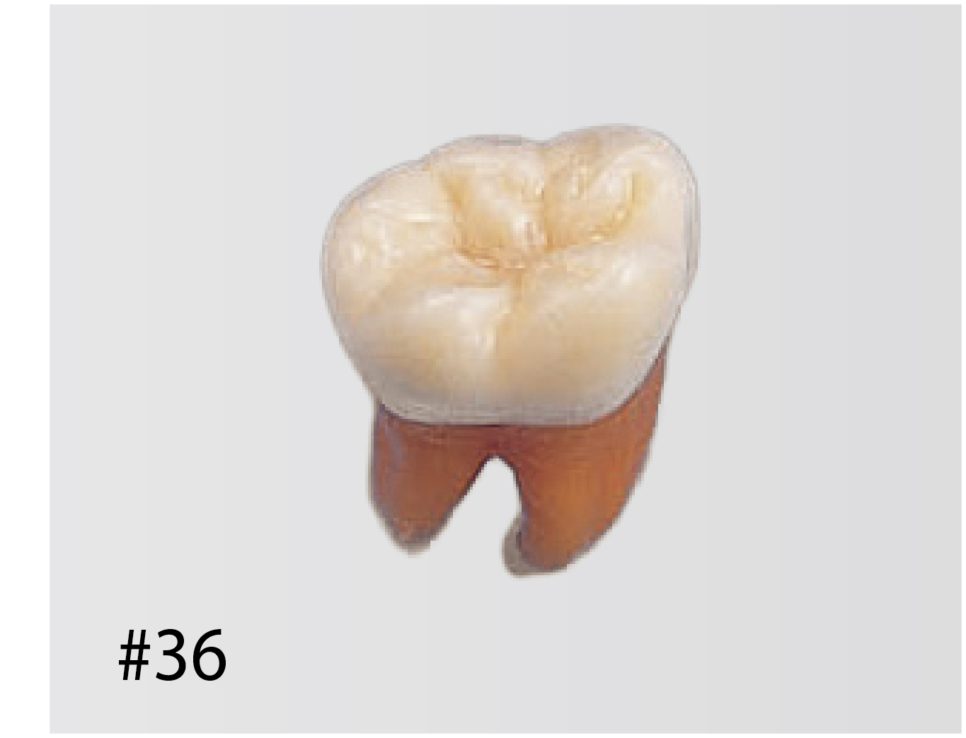 Anatomical Tooth Model [B2-306]