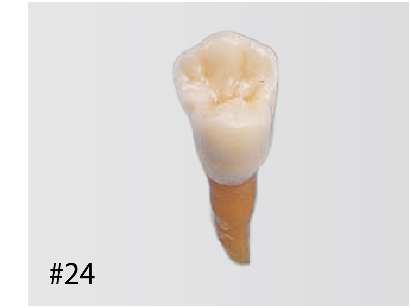 Anatomical Tooth Model [B2-306]