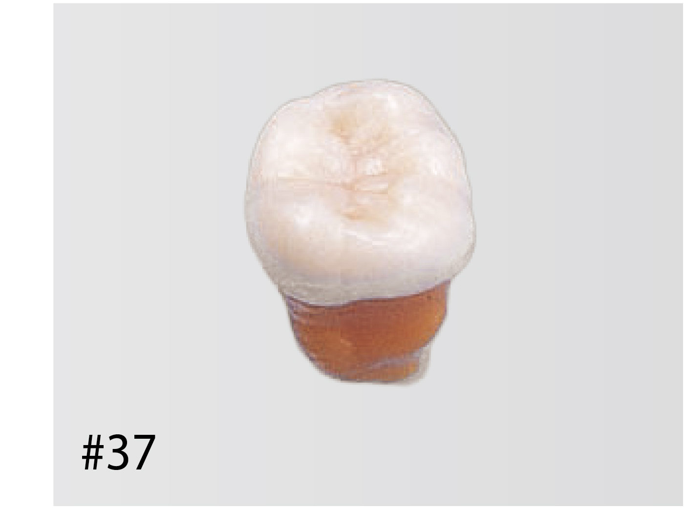 Anatomical Tooth Model [B2-306]