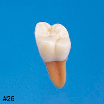 Anatomical Tooth Model [B2-306]