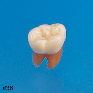 Anatomical Tooth Model [B2-306]