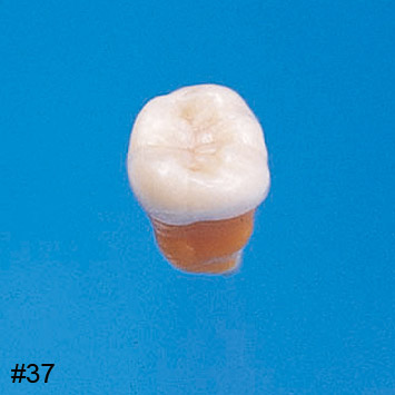 Anatomical Tooth Model [B2-306]
