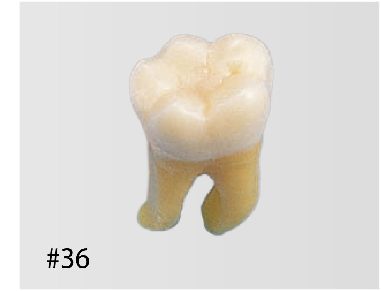 Anatomical Tooth Model [B3-SB.1]