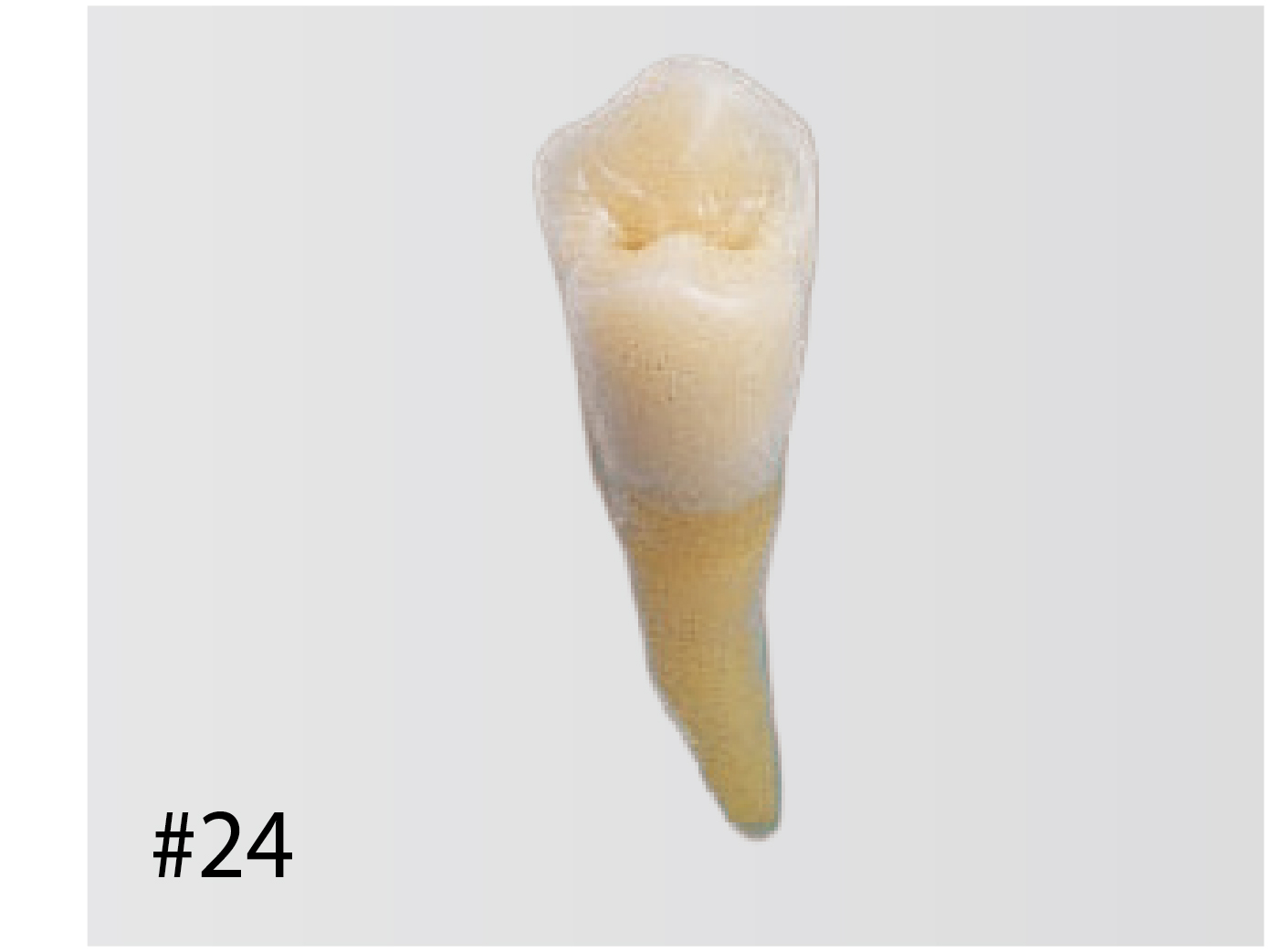 Anatomical Tooth Model [B3-SB.1]