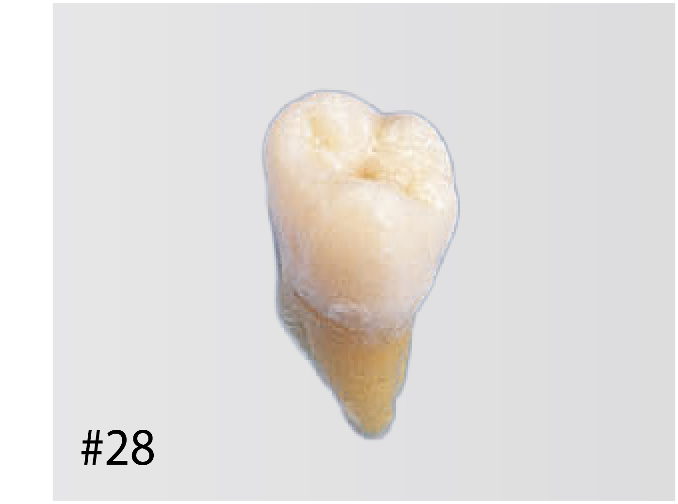Anatomical Tooth Model [B3-SB.1]