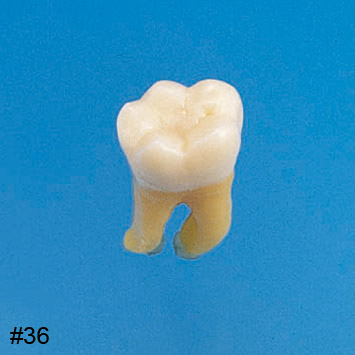Anatomical Tooth Model [B3-SB.1]